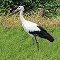 Male (J0048) Maibara, Shiga prefecture, Japan