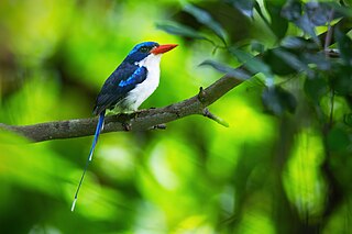 <span class="mw-page-title-main">Common paradise kingfisher</span> Species of bird