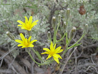 <i>Crepis acuminata</i> Species of flowering plant