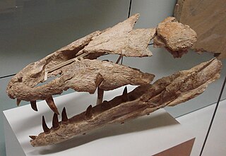 <i>Dakosaurus</i> Metriorhynchid reptile genus from the Late Jurassic / Early Cretaceous period