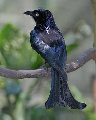 <span class="mw-page-title-main">Hair-crested drongo</span> Species of bird