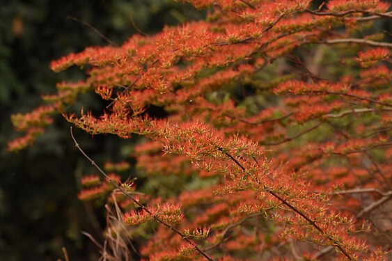 Embothrium coccineum au Parc National du W du Niger. Photograph: Tawaye