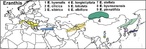 Distribution map of eight or nine species of Eranthis in Europe and Asia. (Presentation based on natural distribution given in Wikipedia pages (en, de, ru).) Eranthis distribution map.jpg