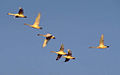 Flock-of-tundra-swans.jpg