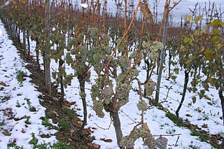 Ice wine A type of dessert wine produced from grapes that have been frozen while still on the vine