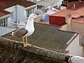 * Nomination A Yellow-legged Gull in Gibraltar -- RedCoat 11:29, 18 November 2007 (UTC) * Decline First the good thing: I like the composition and the pose of the bird. The bad things: the technical quality is pretty bad. There is something very strange going on in the boundary between the bird and the background. Like a multicoloured line dominated by red. It is very distracting to look at even in preview size. I do not know whether this is due to chromatic abberation of the lens or some other effect. Also, the colours look posterized and the background has too much noise and a lot of colour fringes. -- Slaunger 13:22, 18 November 2007 (UTC) It is chromatic abberation, I think. I used the H2 and the red-green CA was quite pronounced. By the way, I note that you are using Photoshop Elements, with which it is fairly easy to get rid of the chroma noise and CA. I'll leave a note on your talk. Thegreenj 23:02, 18 November 2007 (UTC)