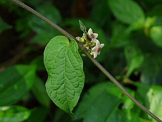 <i>Heterostemma</i> Genus of flowering plants