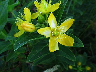 <i>Hypericum foliosum</i> Species of flowering plant in the St Johns wort family Hypericaceae