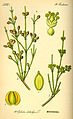 Ephedra distachya