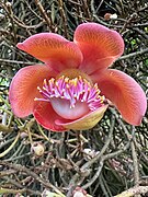 Jardí Botànic de Peradeniya - Couroupita guianensis