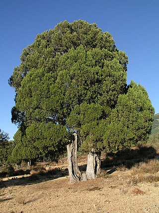 <i>Juniperus thurifera</i> Species of conifer