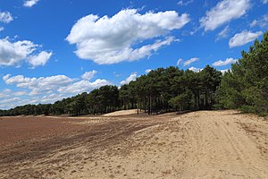 37. Platz: J.-H. Janßen mit Die Lieberoser Wüste innerhalb der Lieberoser Heide in der Nähe von Lieberose, Landkreis Dahme-Spreewald