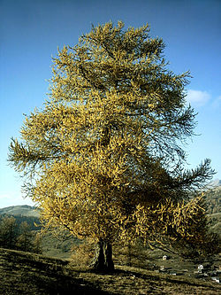 Alpinis maumedis (Larix decidua var. decidua)