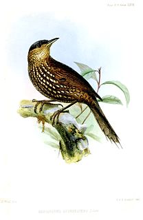 Spotted barbtail Species of bird