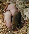 Mice 9 days old