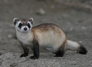 <span class="mw-page-title-main">Black-footed ferret</span> Species of carnivore