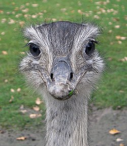 Amerikinis nandas (Rhea americana)