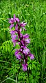 Orchis mascula Germany - Moosalbtal (bei Völkersbach)