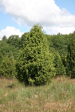 Paprastasis kadagys (Juniperus communis)