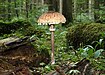 80 Commons:Picture of the Year/2011/R1/Parasol-Macrolepiota-procera.jpg