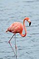 Phoenicopterus ruber