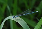 Platycnemis pennipes (Federlibelle, Männchen) [D]