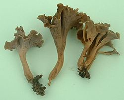 Raukšlėtasis trimitėlis (Pseudocraterellus sinuosus)