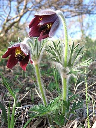 <i>Pulsatilla cernua</i> Species of flowering plant