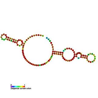 <span class="mw-page-title-main">Small nucleolar RNA SNORA44</span> Non-coding RNA molecule which functions in the biogenesis of other small nuclear RNAs