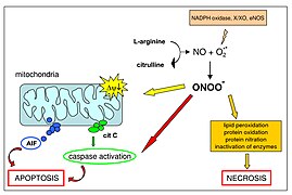 March 9: reactions of peroxynitrite leading to cell death