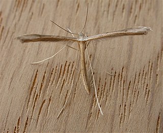 <i>Stenoptilia zophodactylus</i> Species of plume moth