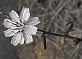 Stephanomeria diegensis