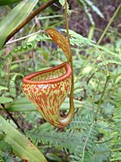 Nepenthes pitopangii