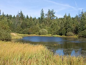 A large pond and wetlands near Minsk, Belarus / credit: Hades