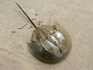 <span class="mw-page-title-main">Horseshoe crab</span> Family of basal chelicerates