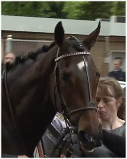 Treve (horse) horse