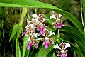 Vanda tricolor var. suavis