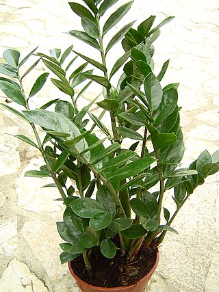 <i>Zamioculcas</i> Species of plant