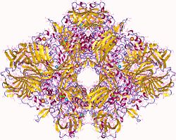 β-Galactosidase