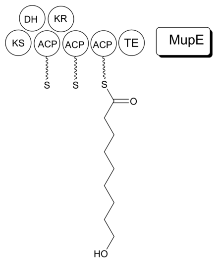 Figure 5. MmpB is proposed to synthesize 9-HN with a 3-hydroxy-propionate starter unit and three malonyl-CoA extender units. The domain structure of MmpB is shown below alongside MupE, the proposed enoyl reductase required for complete saturation of 9-HN. ACP=acyl carrier protein, DH=dehydratase, ER=enoyl reductase, KR=ketoreductase, KS=ketosynthase, TE=thioesterase. 9-HNA.png