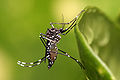 Image 10 Aedes aegypti Photo credit: Muhammad Mahdi Karim The yellow fever mosquito (Aedes aegypti) is a species of mosquito known for its ability to spread yellow fever and dengue fever. The mosquito can be recognized by the white markings on its legs and a marking in the form of a lyre on its thorax. Though originally from Africa, the yellow fever mosquito can now be found in tropical regions around the world. More selected pictures