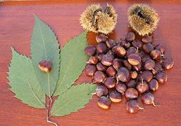 Cúpula de brácteas involucrales espinosas (arriba) y castañas (abajo) en Castanea dentata, una fagácea.