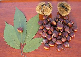 <span class="mw-page-title-main">American chestnut</span> Species of chestnut tree