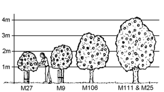 <span class="mw-page-title-main">Malling series</span> Apple cultivar