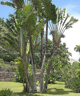 <span class="mw-page-title-main">Strelitziaceae</span> Family of flowering plants