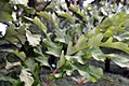 Leaves of Arenga undulatifolia - note the praemorse margins