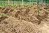 Mounds of soil with young plants and stakes in a fenced-in garden