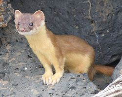 Pitkähäntäkärppä (Mustela frenata)