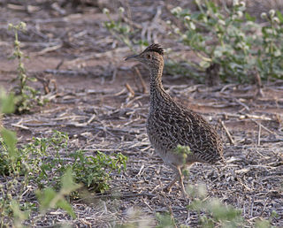 <span class="mw-page-title-main">Brushland tinamou</span> Species of bird