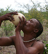 A San man drinking from an ostrich egg